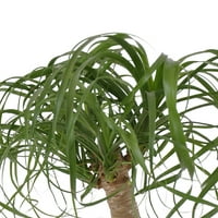 Обединена Детска ясла живо конска опашка палмово растение 12-14в висок в крем Бейсайд декор Саксия